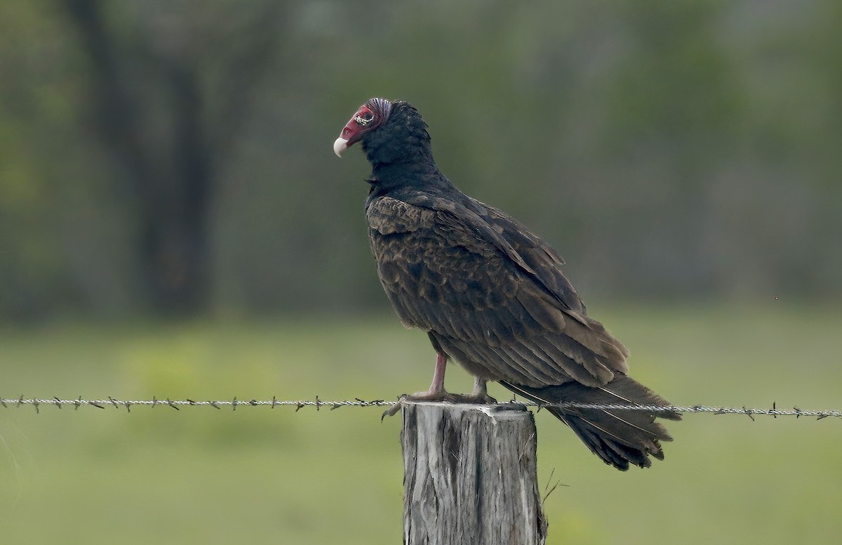 Turkey Vulture - ML521042361