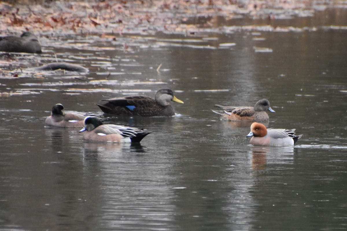 Eurasian Wigeon - Nalini Jones