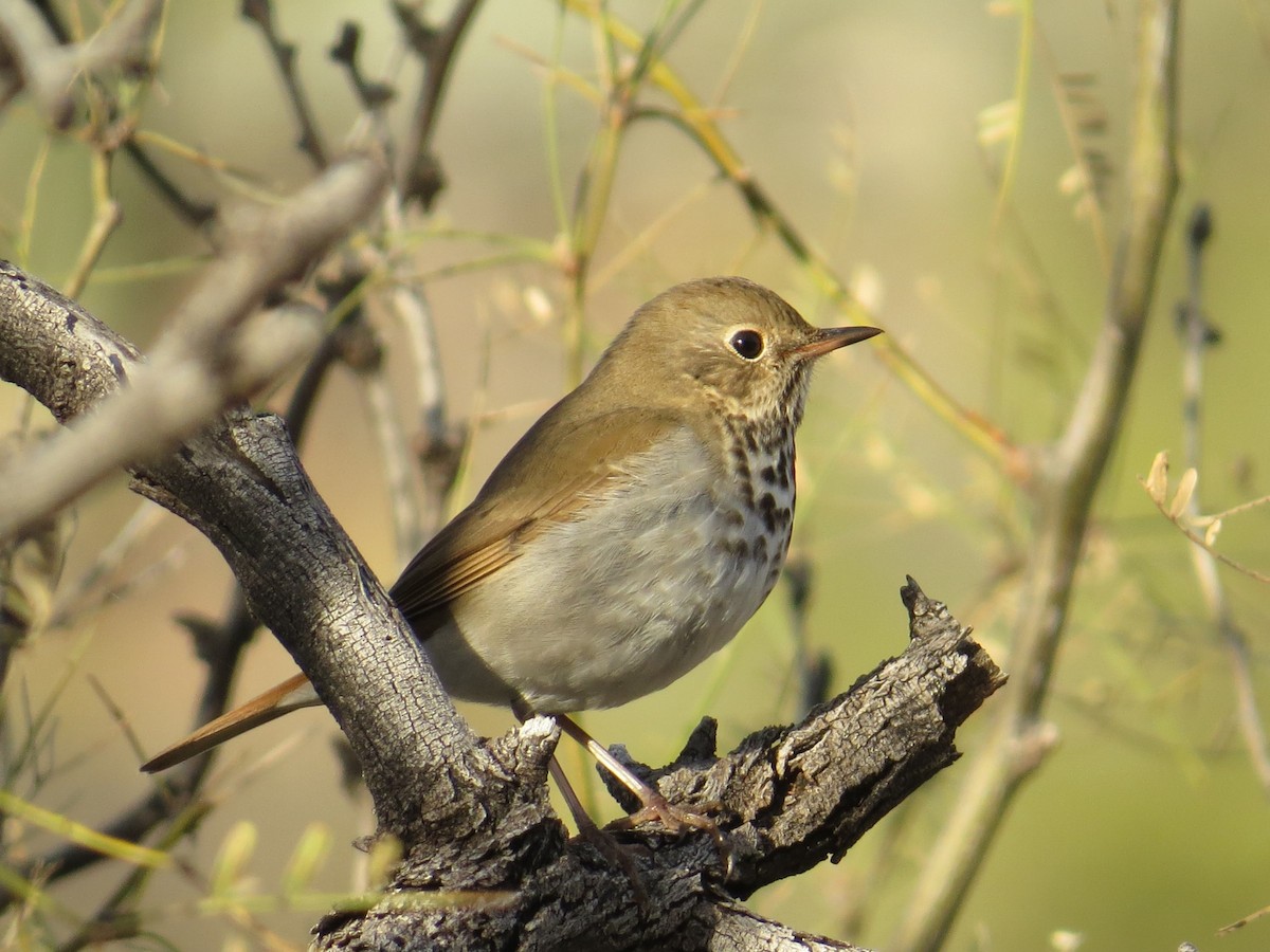 Hermit Thrush - ML521043791