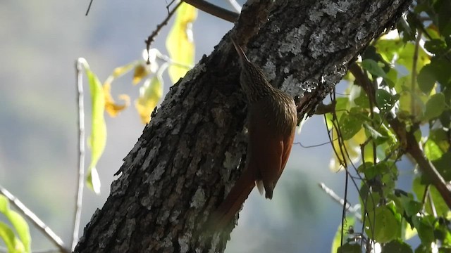 Ivory-billed Woodcreeper - ML521044581