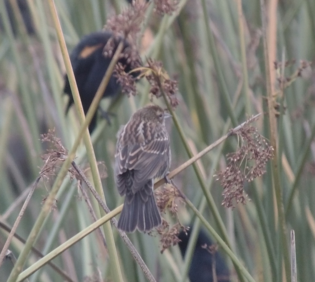 Red-winged Blackbird (Red-winged) - ML521044631