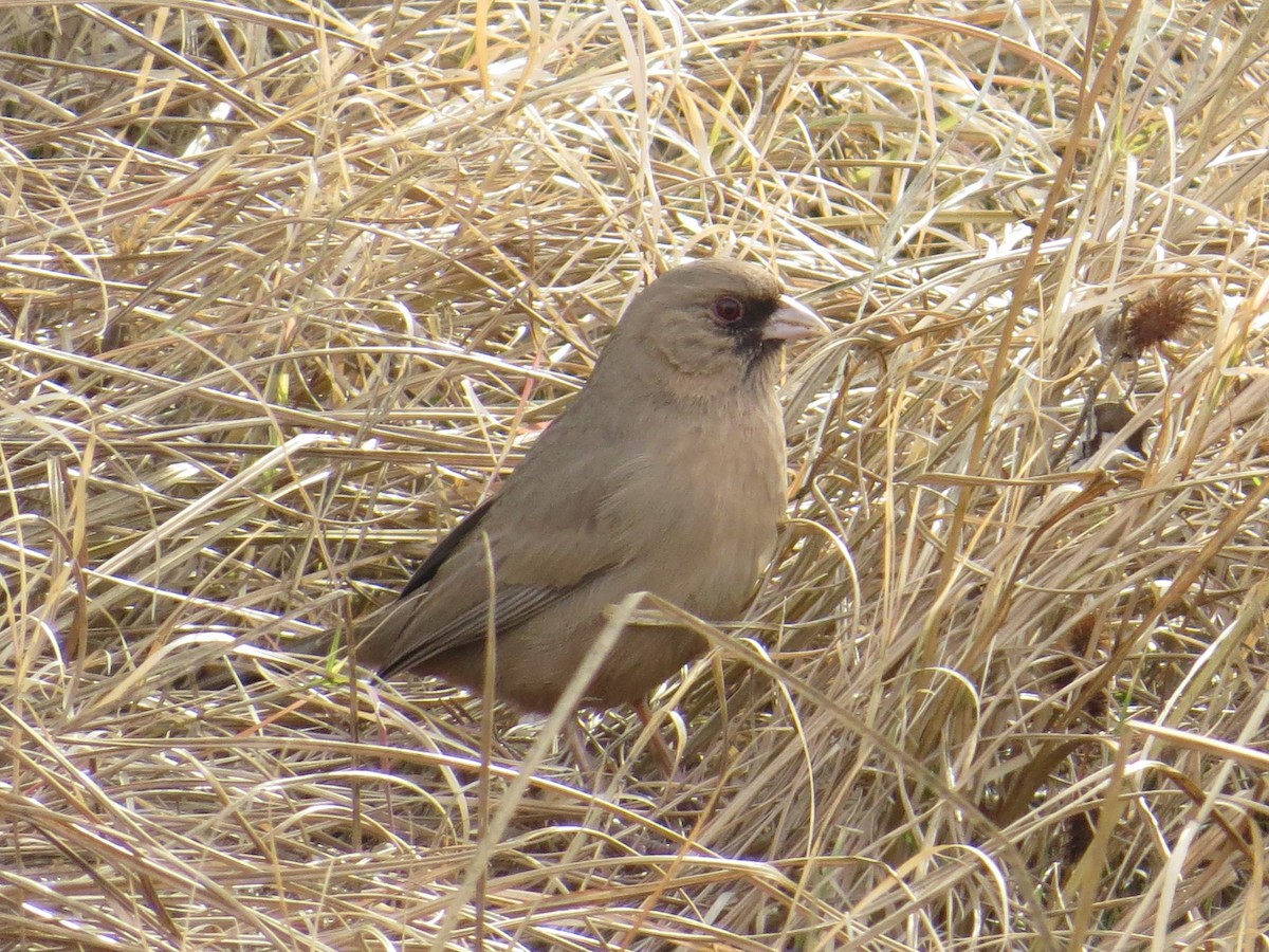 Abert's Towhee - Tom Rohrer