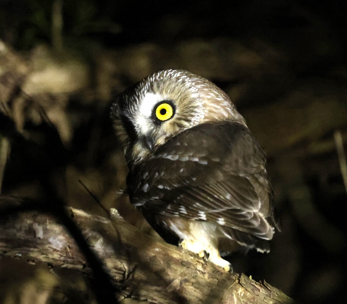 Northern Saw-whet Owl - ML521047271