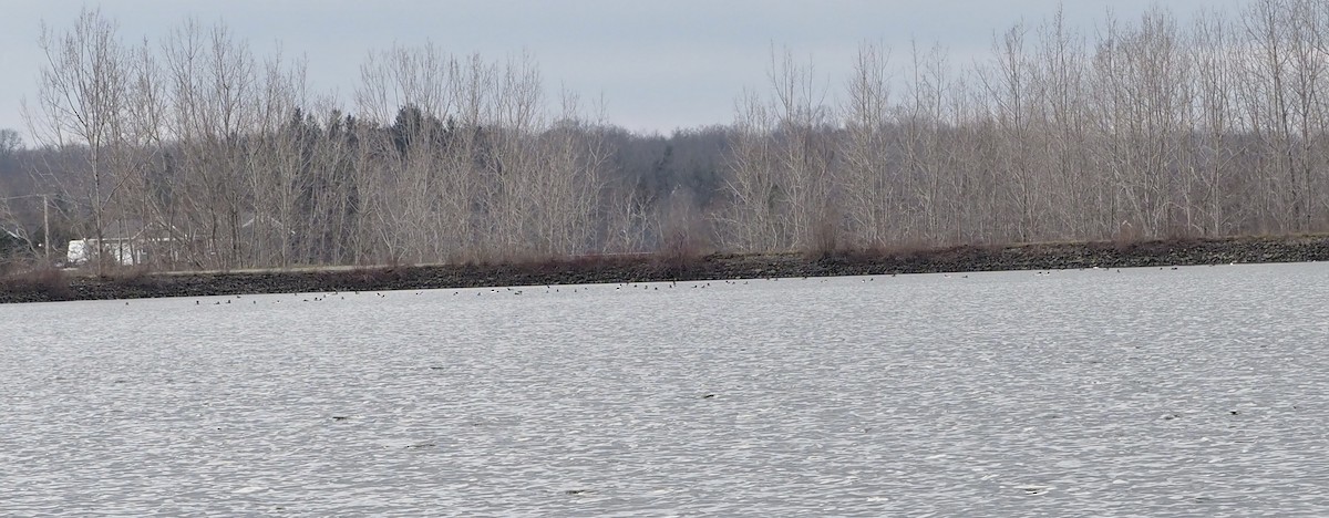 Common Merganser (North American) - ML521047821