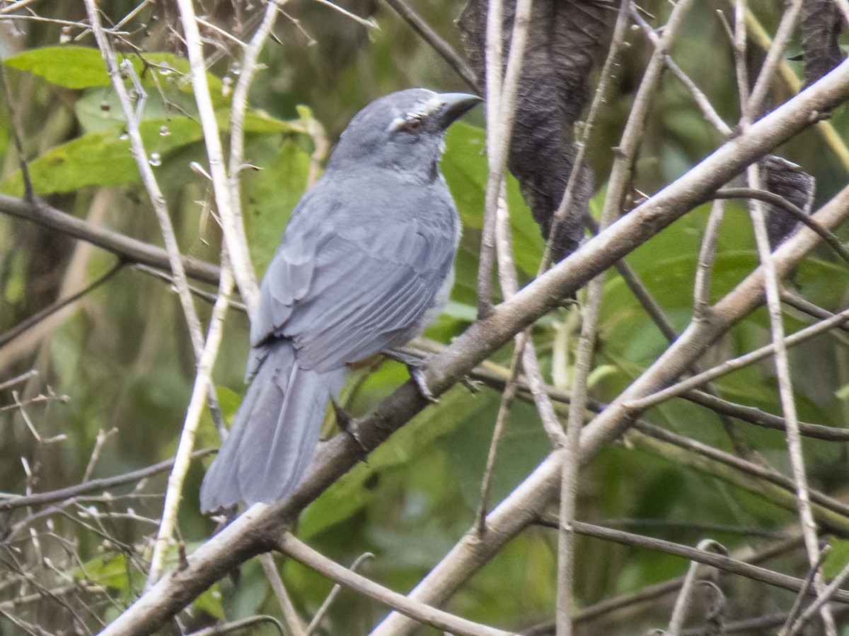 Pepitero Grisáceo del Amazonas - ML521047881