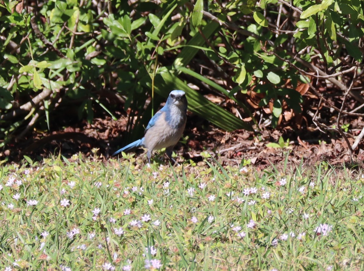 Florida Scrub-Jay - Eric Pourchot