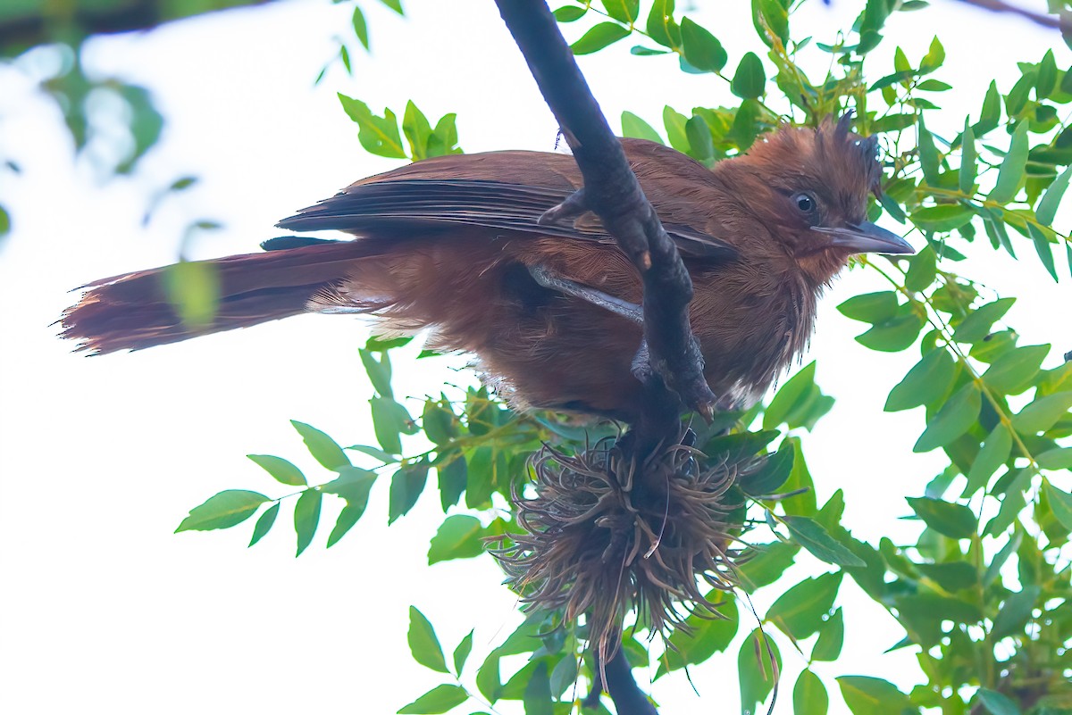 Brown Cacholote - ML521049861