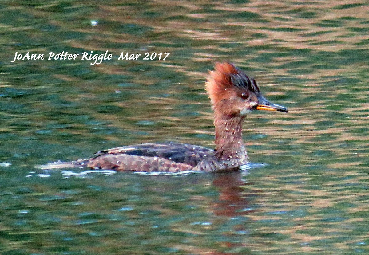 Hooded Merganser - JoAnn Potter Riggle 🦤