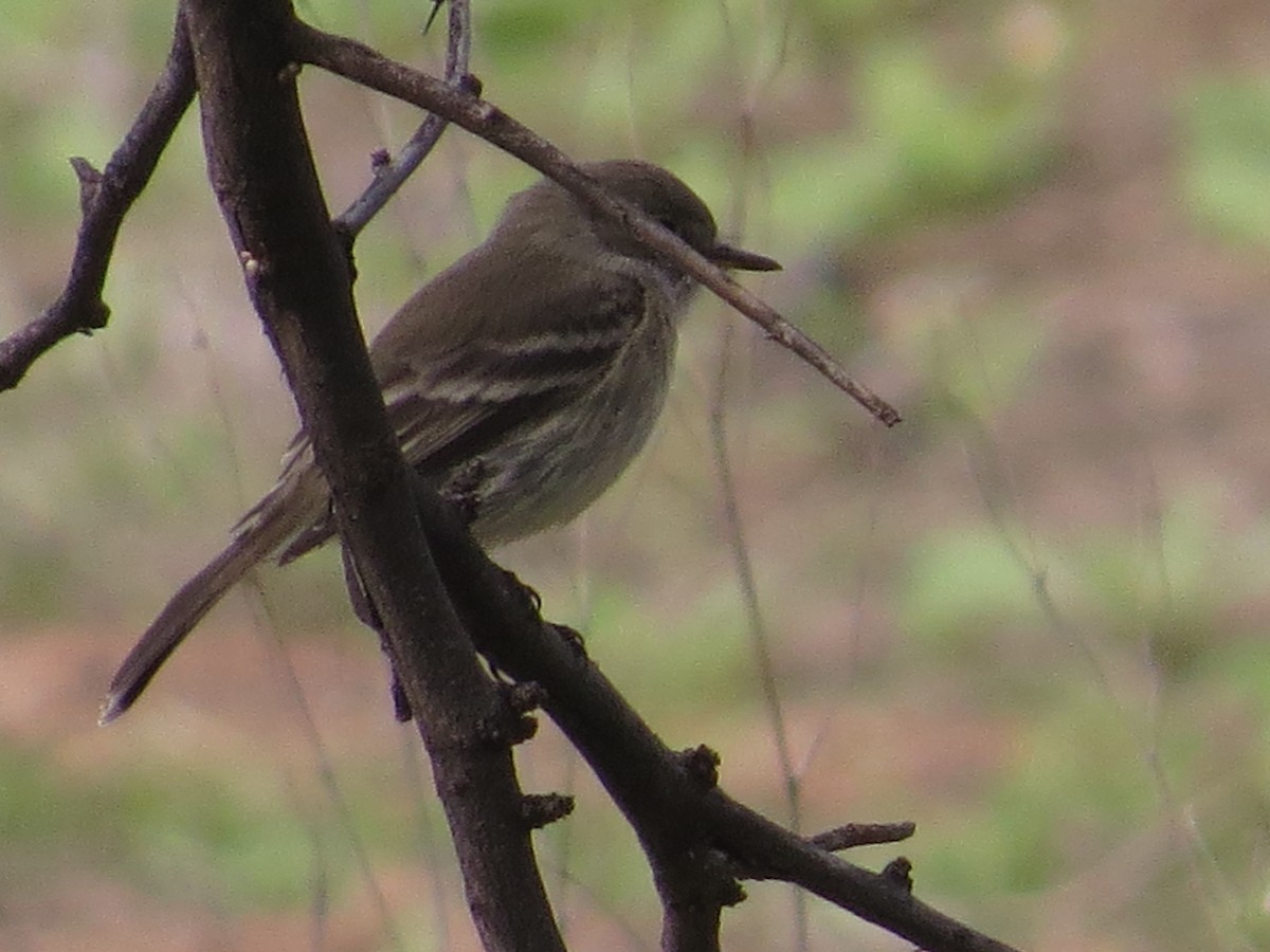 Gray Flycatcher - Vincent Maglio