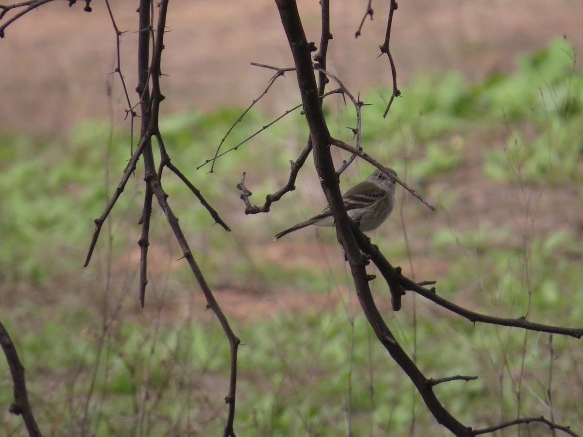 Gray Flycatcher - Vincent Maglio