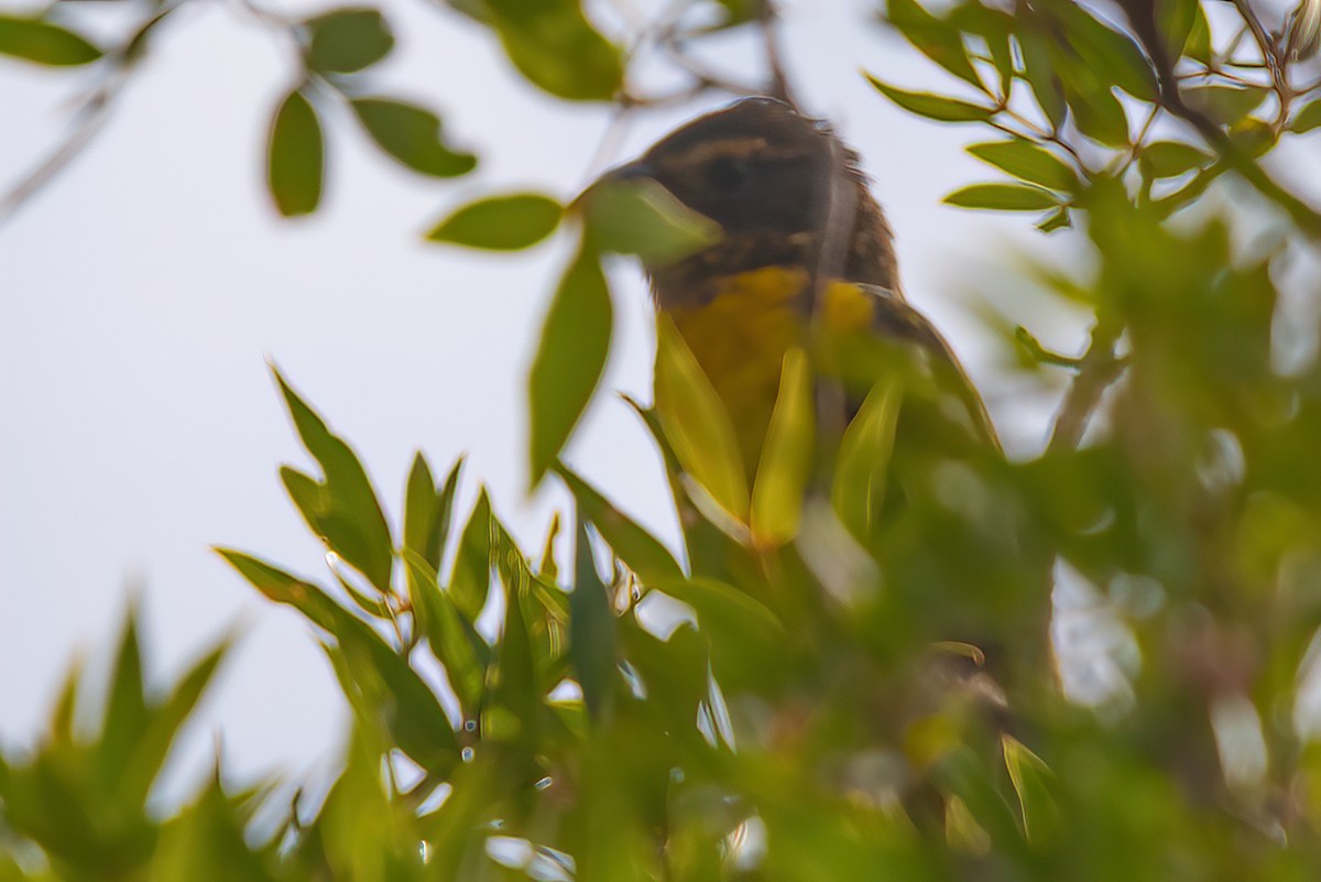 Black-backed Grosbeak - Jaap Velden