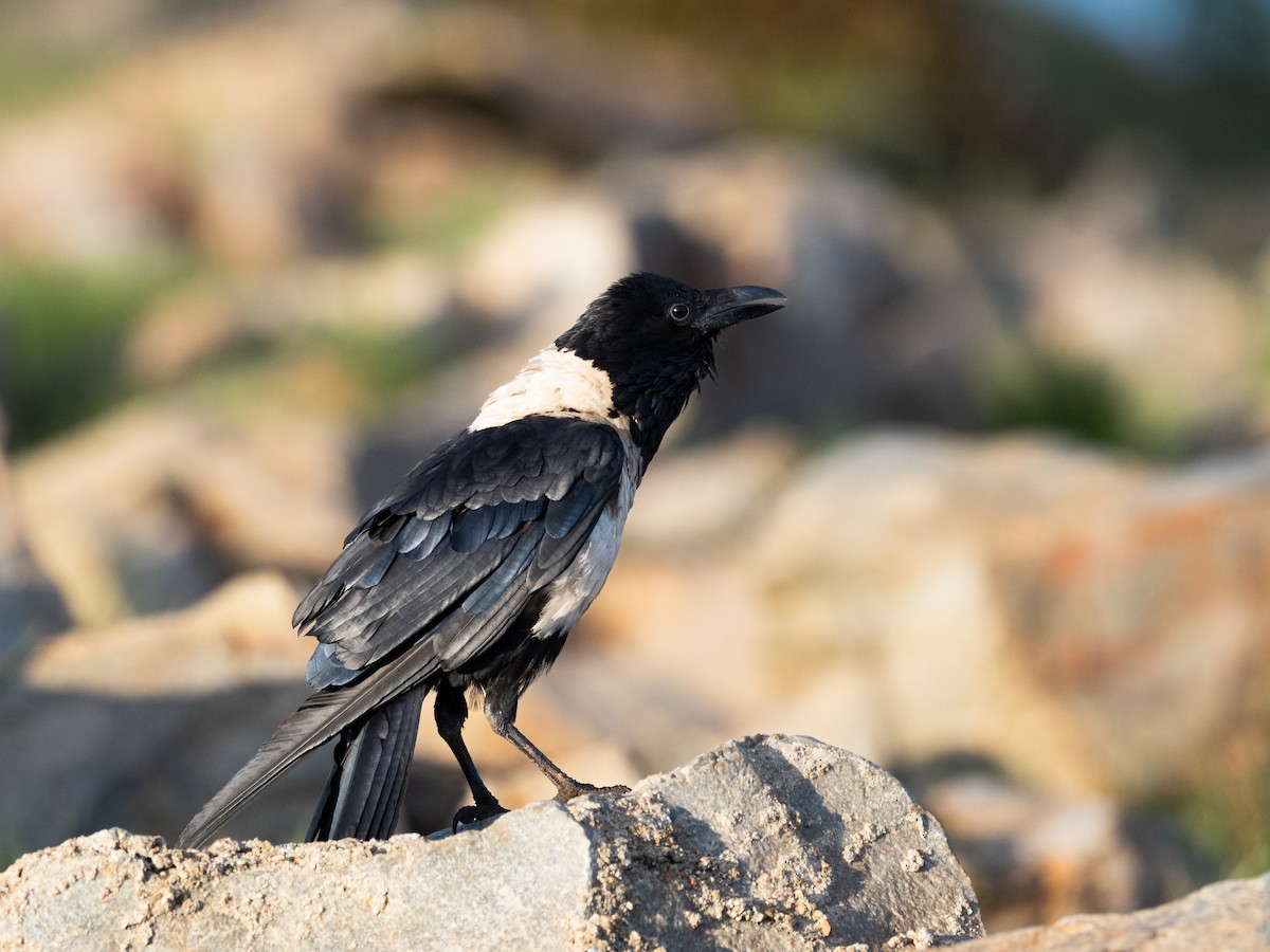 Pied Crow - ML521051051