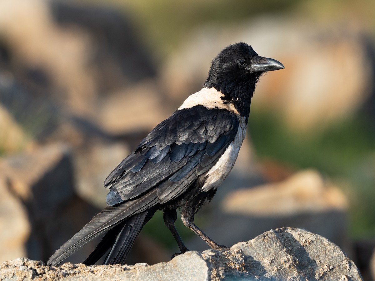 Pied Crow - ML521051061
