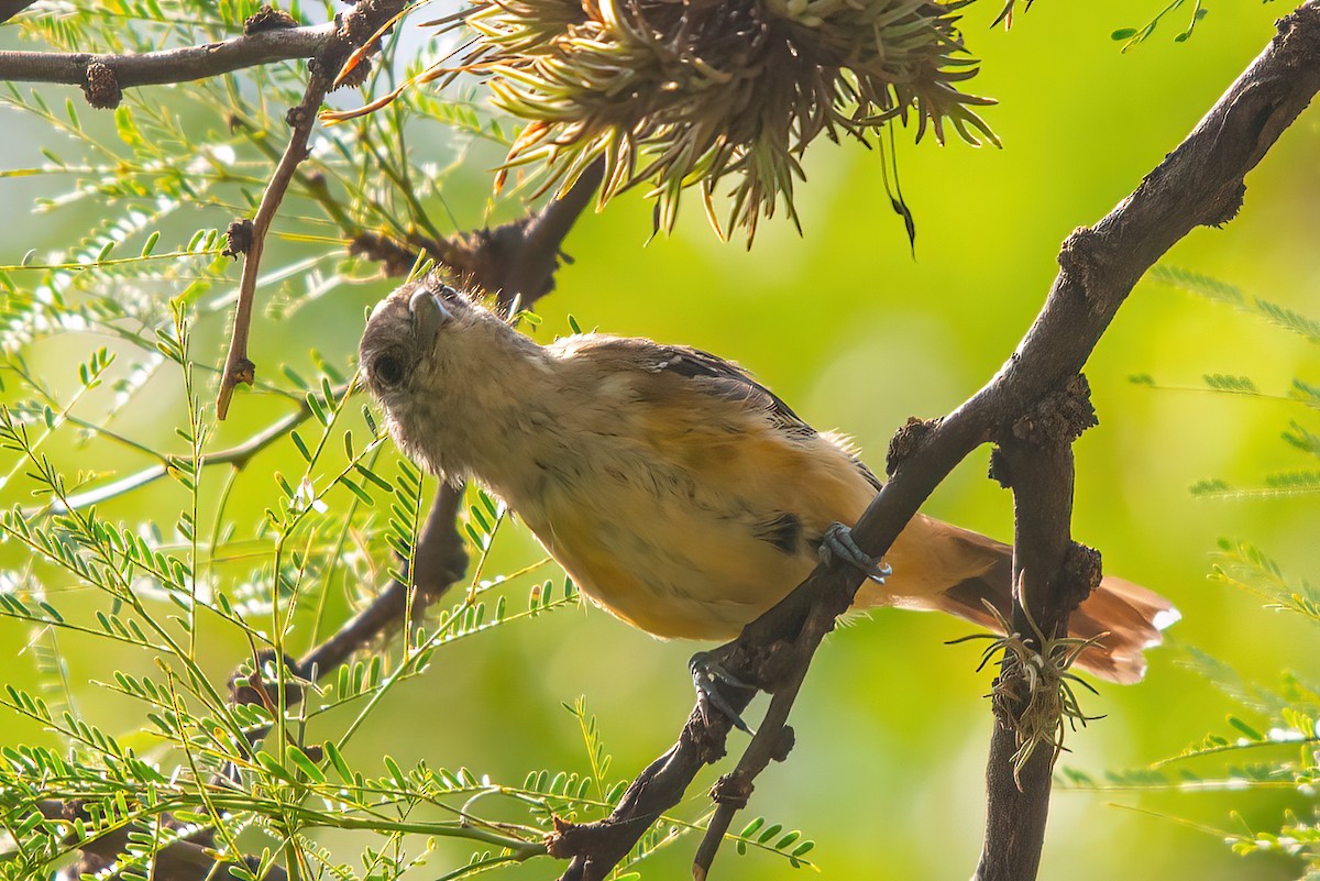 Variable Antshrike - Jaap Velden