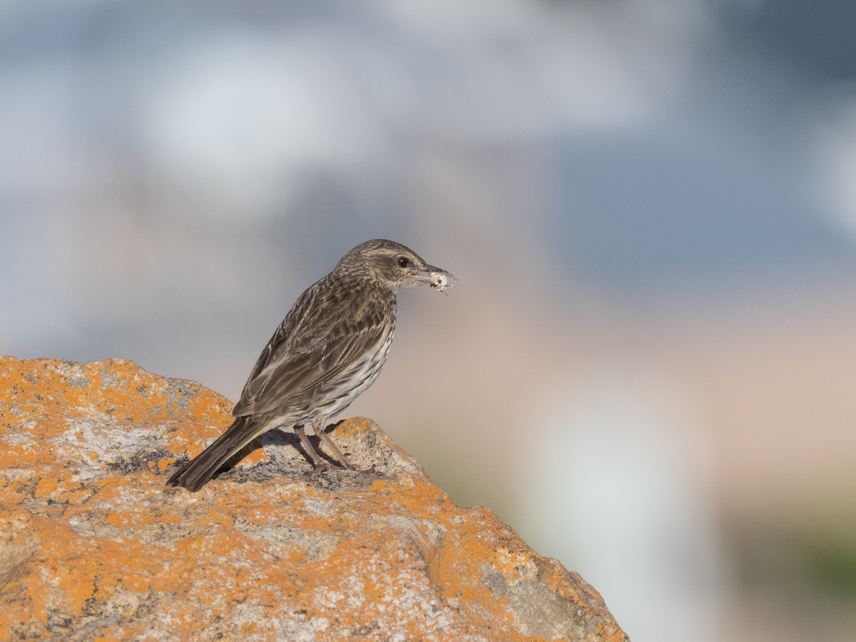 Striped Pipit - ML521051671