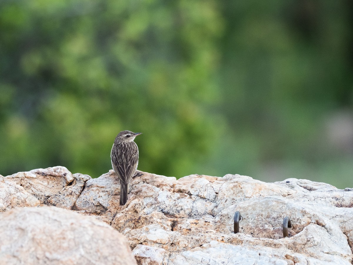 Striped Pipit - ML521051681