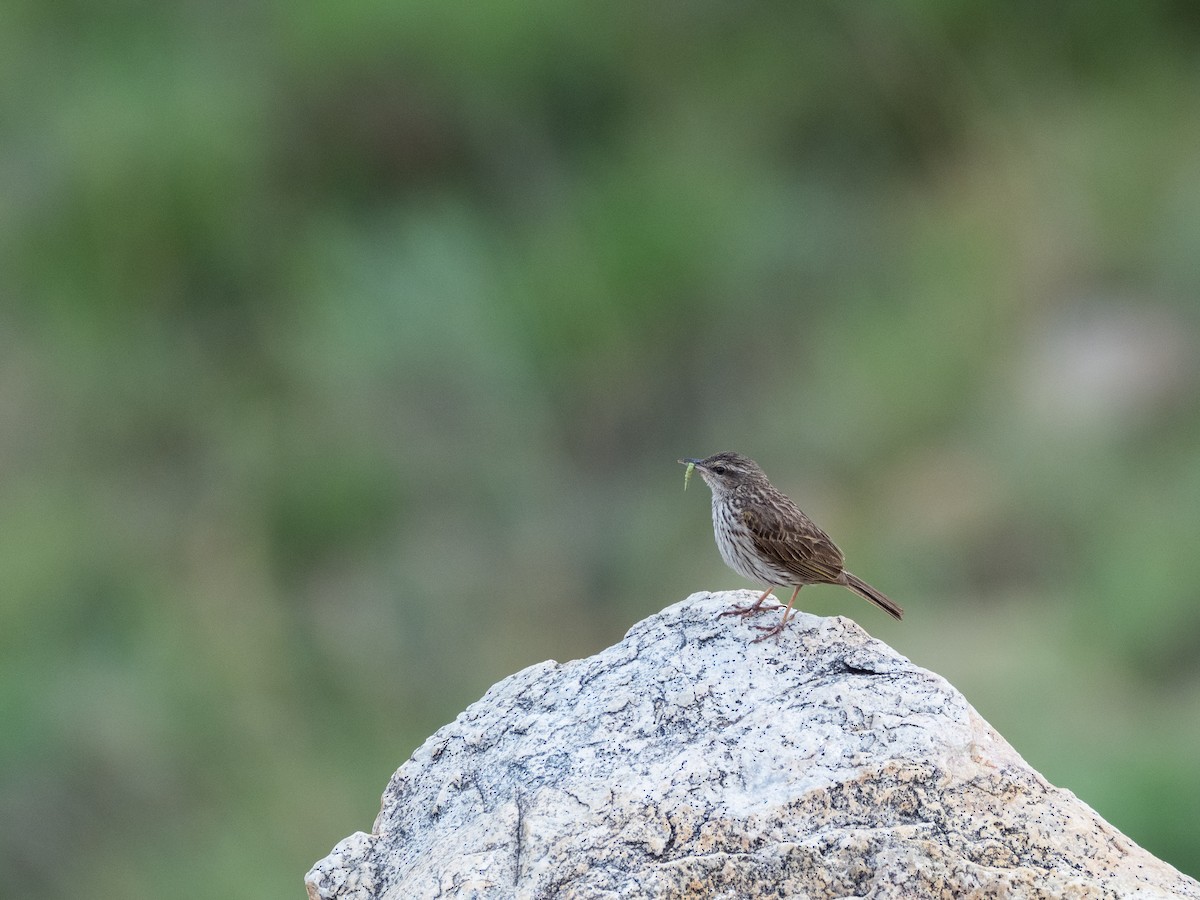 Striped Pipit - ML521051691