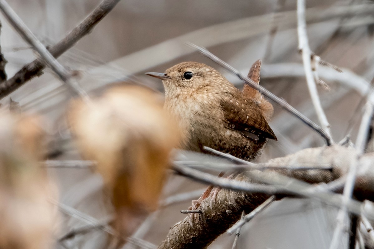 Winter Wren - ML521053201