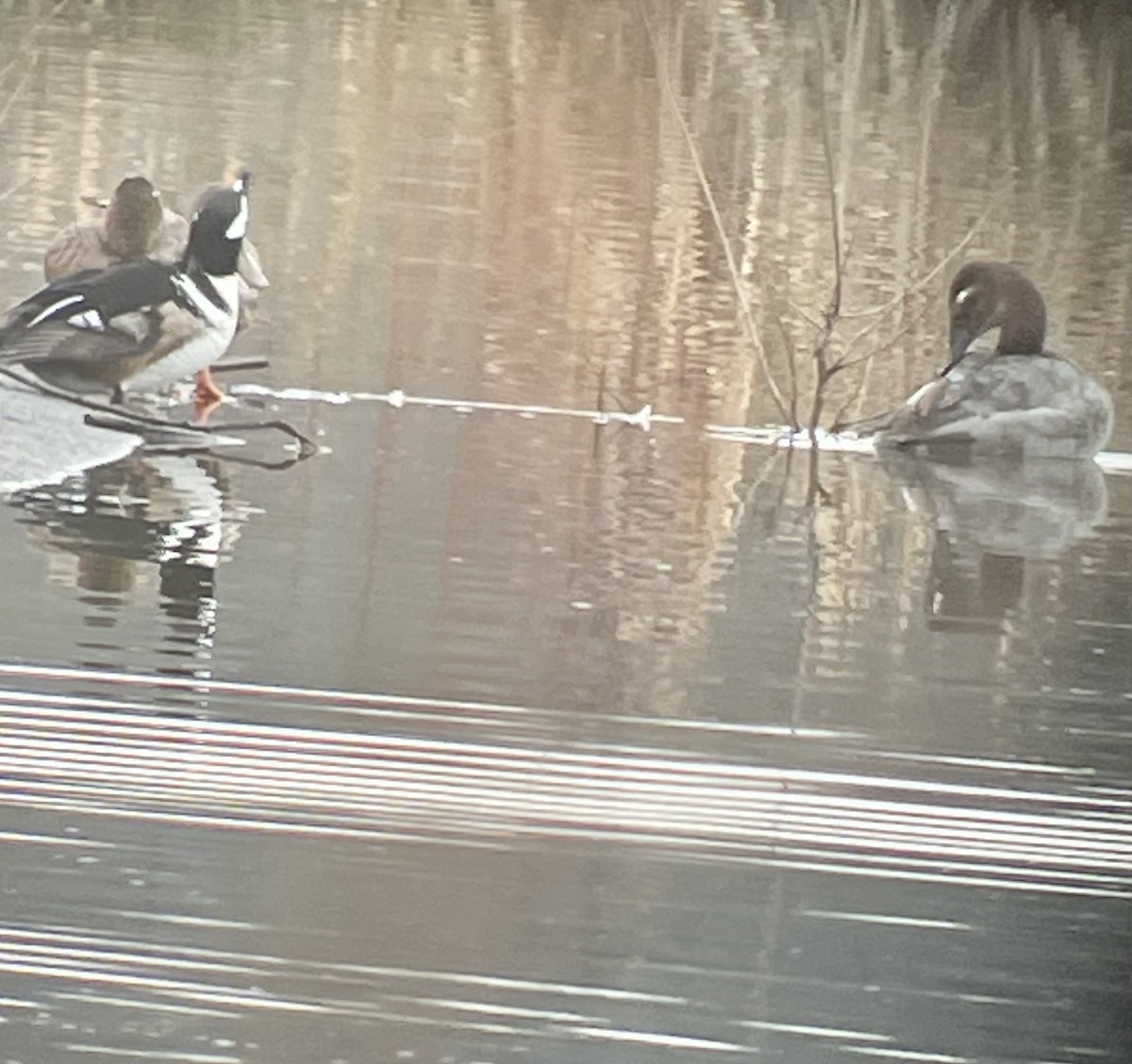 Canvasback - Bruce LaBar