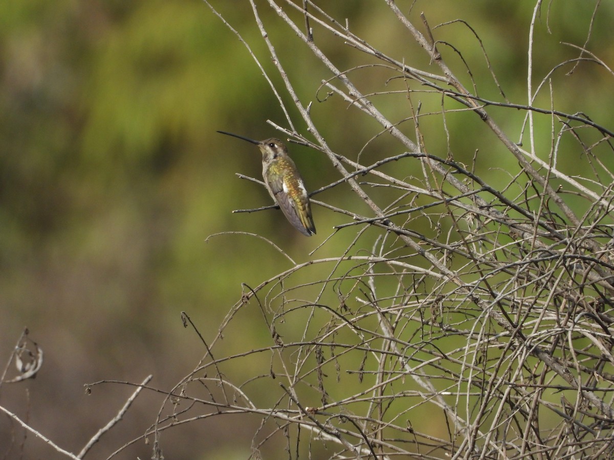 Plain-capped Starthroat - ML521056081