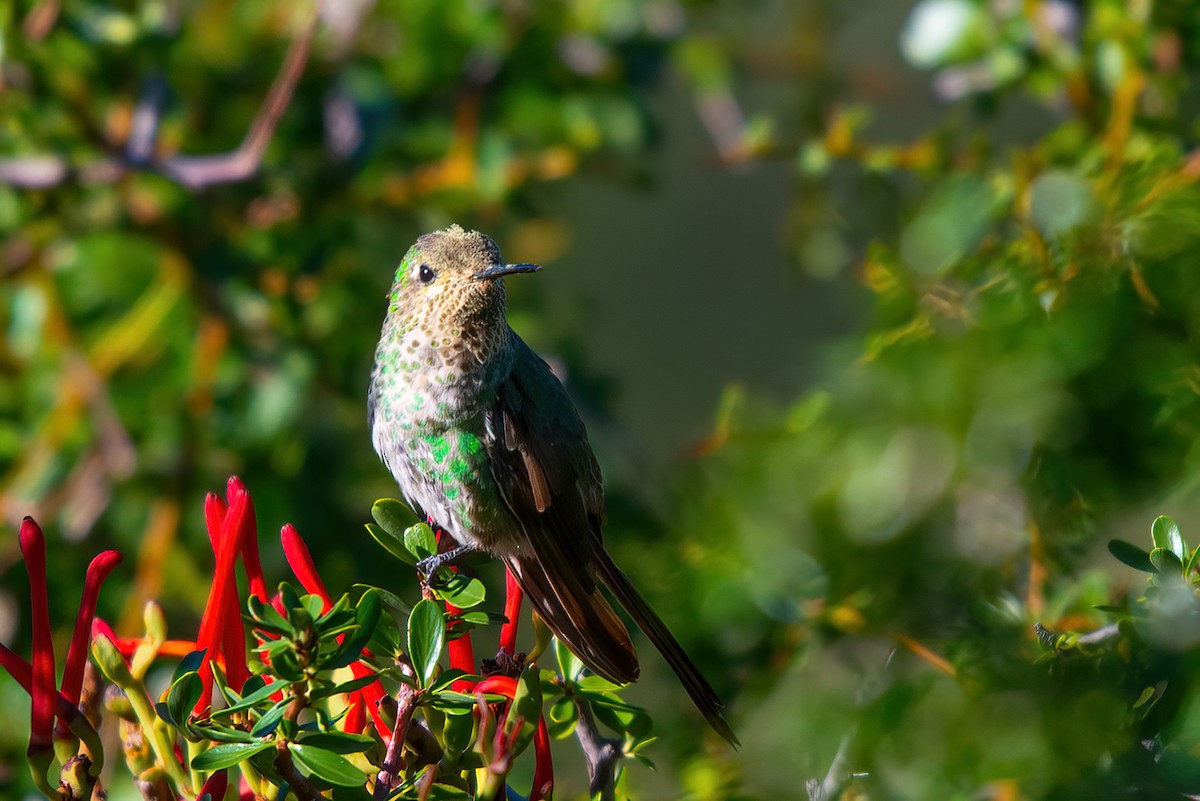 Red-tailed Comet - Jaap Velden