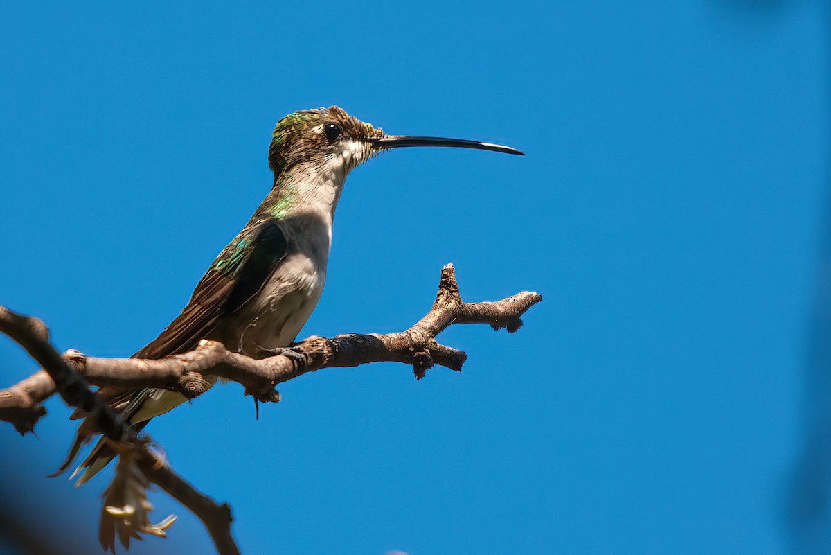 Blue-tufted Starthroat - Jaap Velden