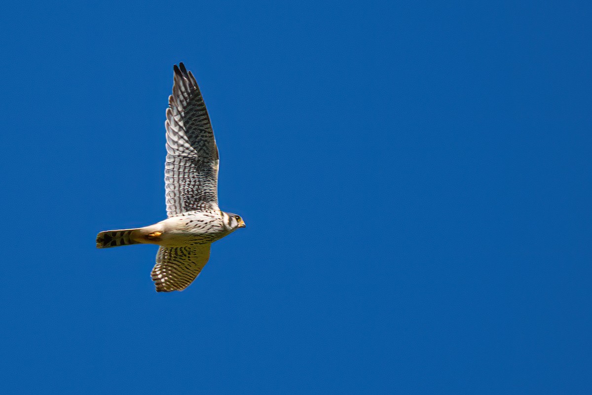 American Kestrel - Jaap Velden