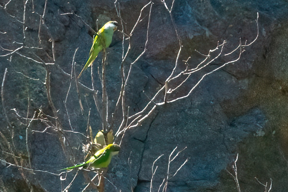 Gray-hooded Parakeet - Jaap Velden