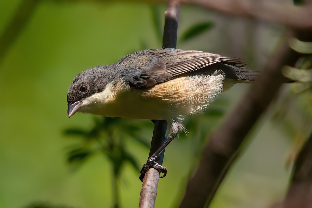 Black-capped Warbling Finch - Jaap Velden