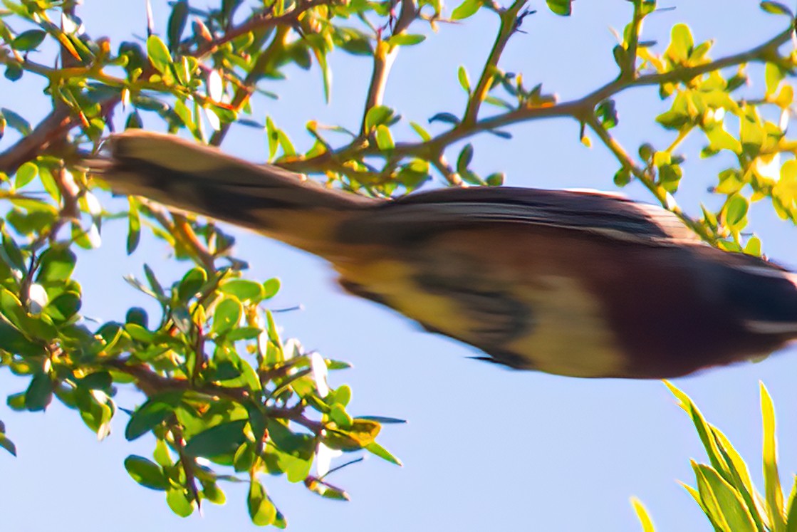 Black-and-chestnut Warbling Finch - ML521057341