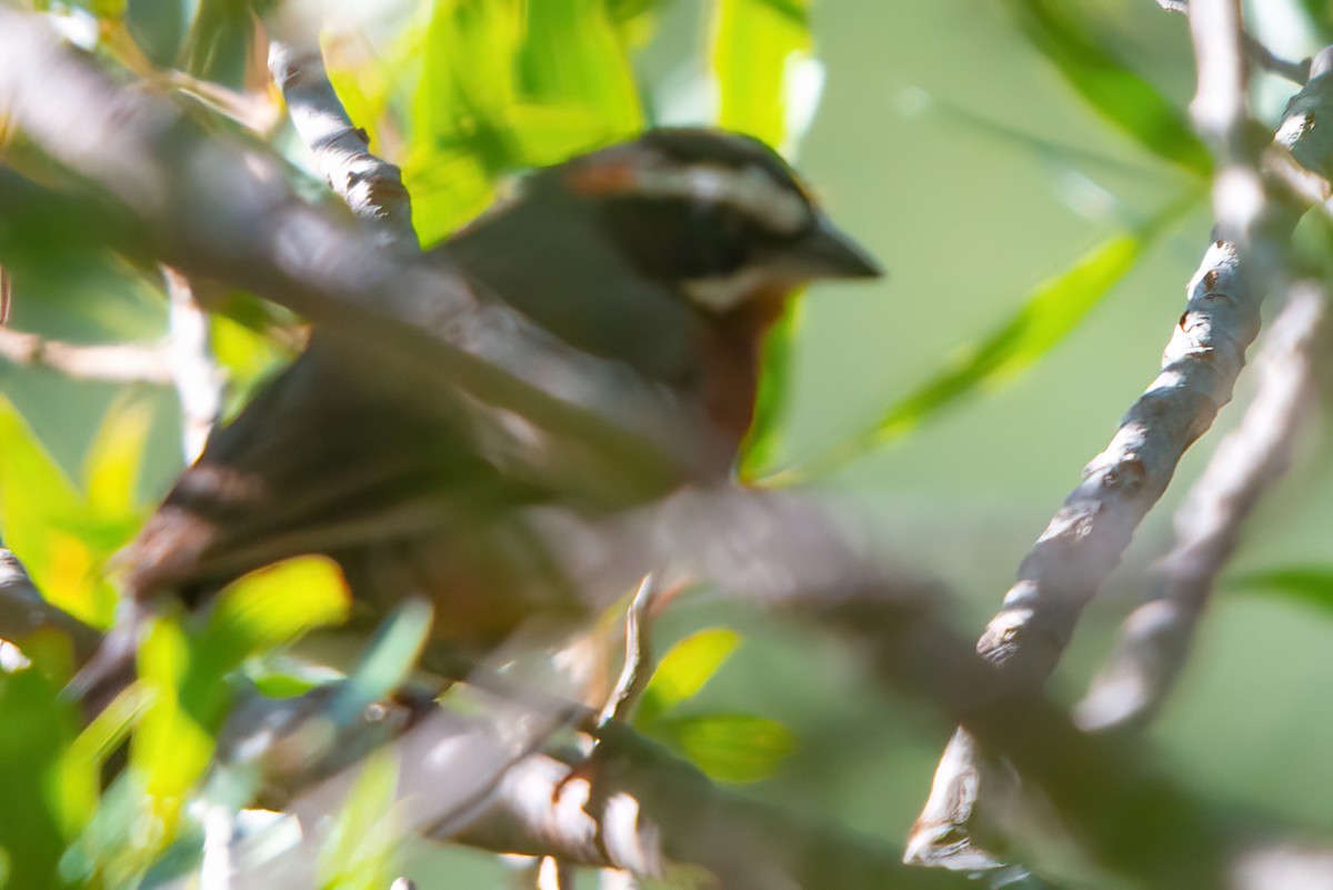 Black-and-chestnut Warbling Finch - Jaap Velden