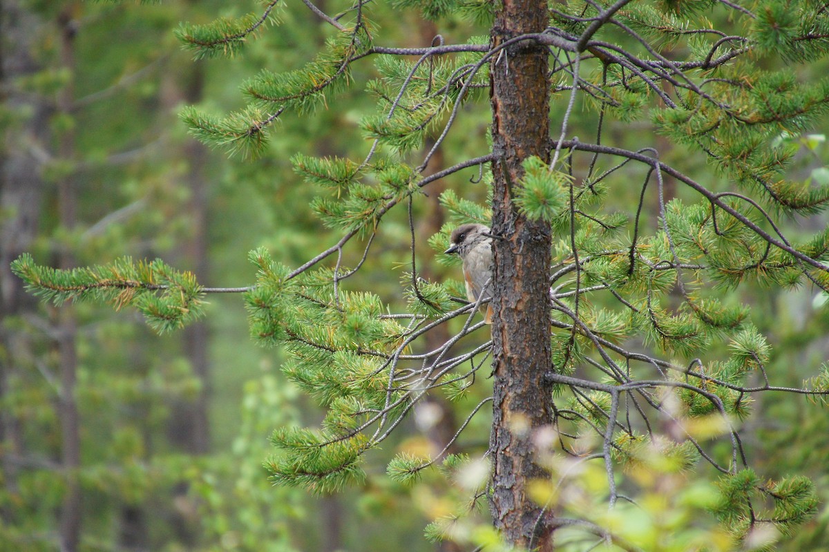 Siberian Jay - ML521059081