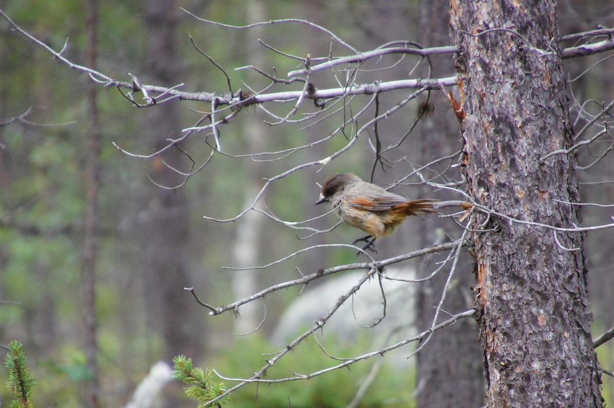 Siberian Jay - ML521059341