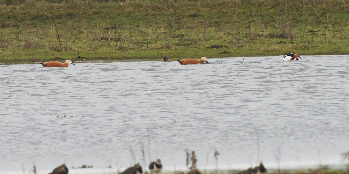 Ruddy Shelduck - ML521061371