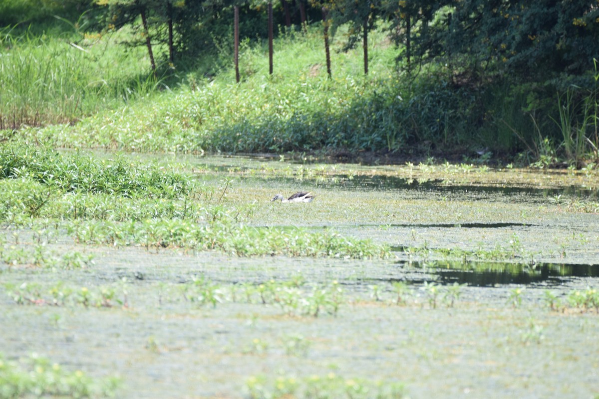 Knob-billed Duck - ML52106241