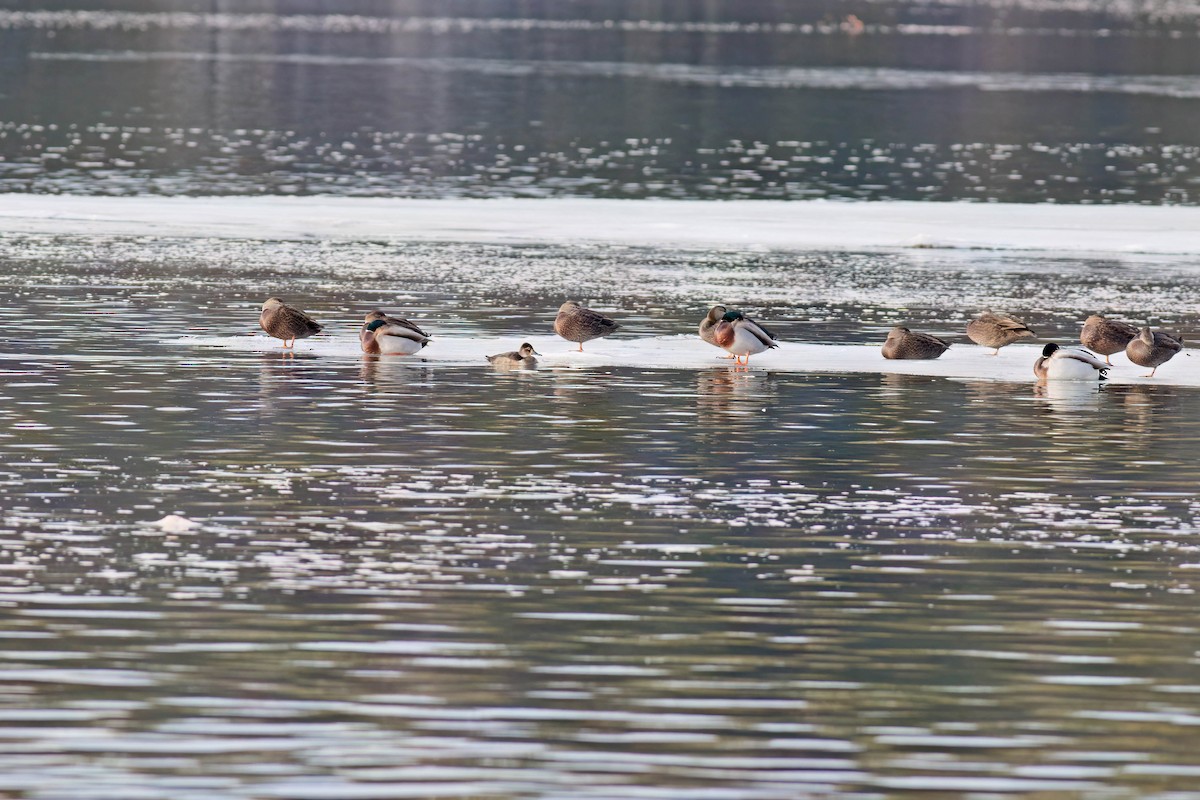 Ring-necked Duck - ML521063591