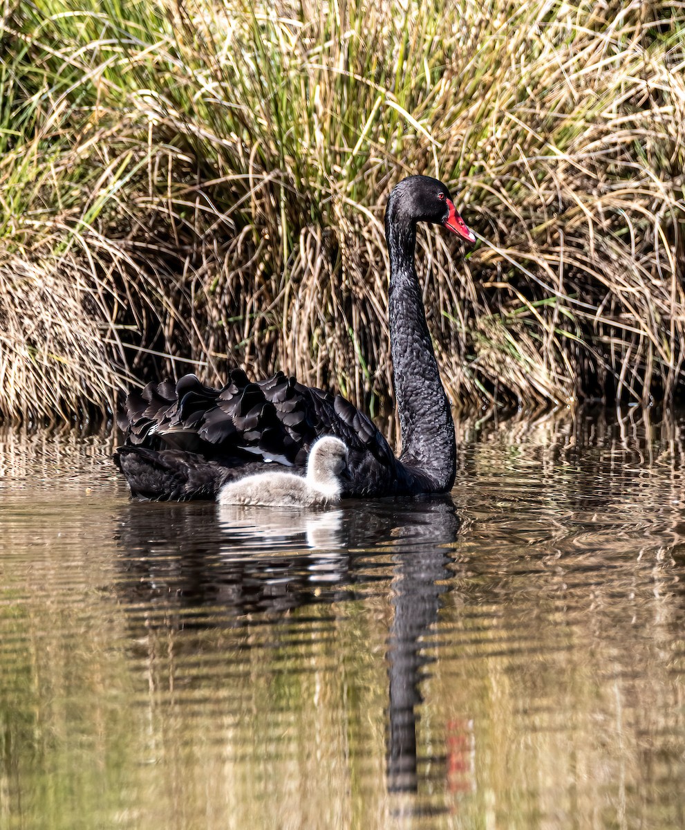 Black Swan - Martine Stolk