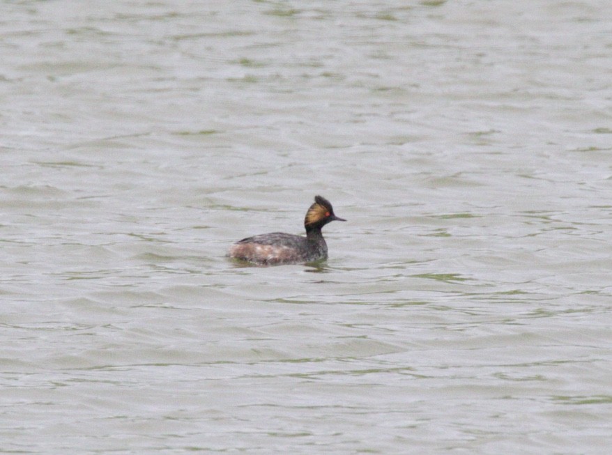 Eared Grebe - Dave Bengston