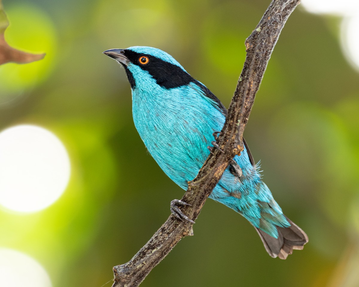 Turquoise Dacnis - David  Gómez henao