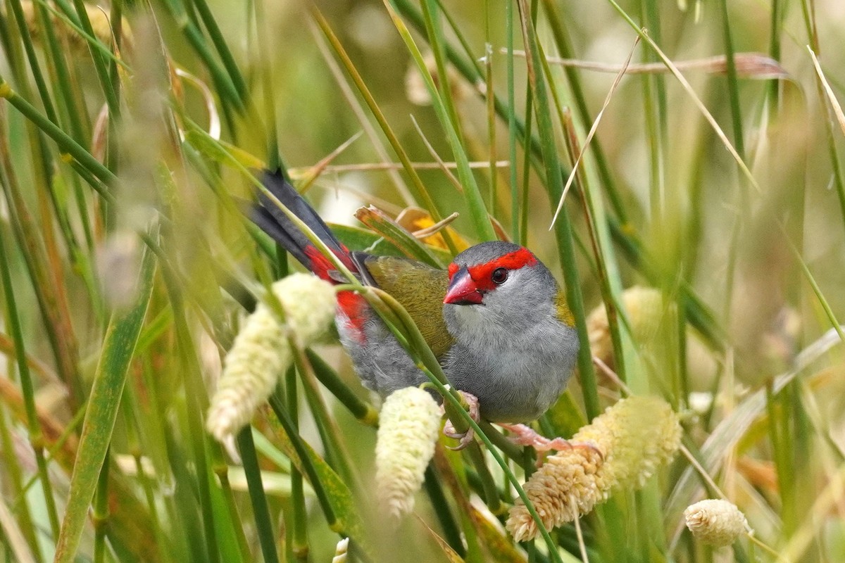 Red-browed Firetail - ML521071581