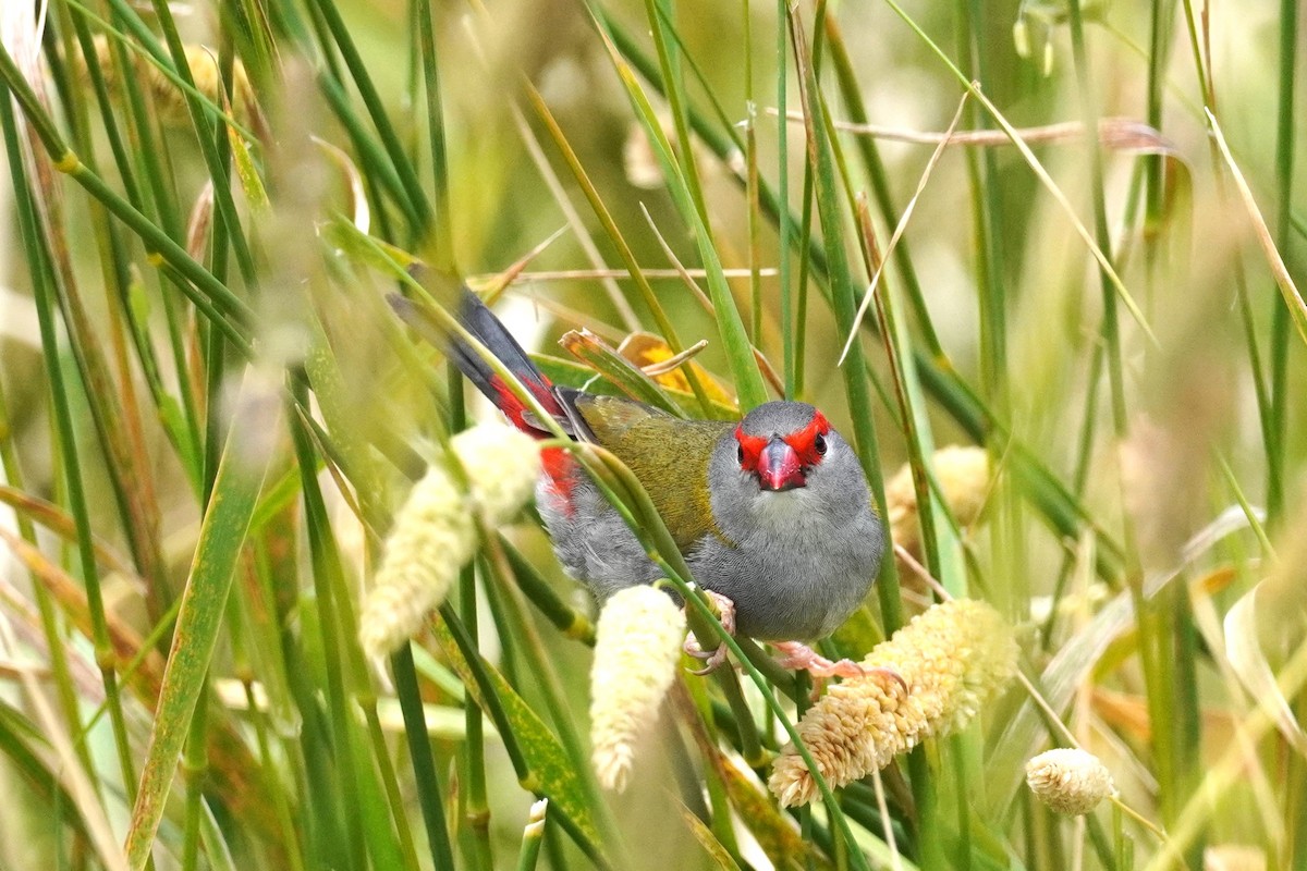 Red-browed Firetail - ML521071591
