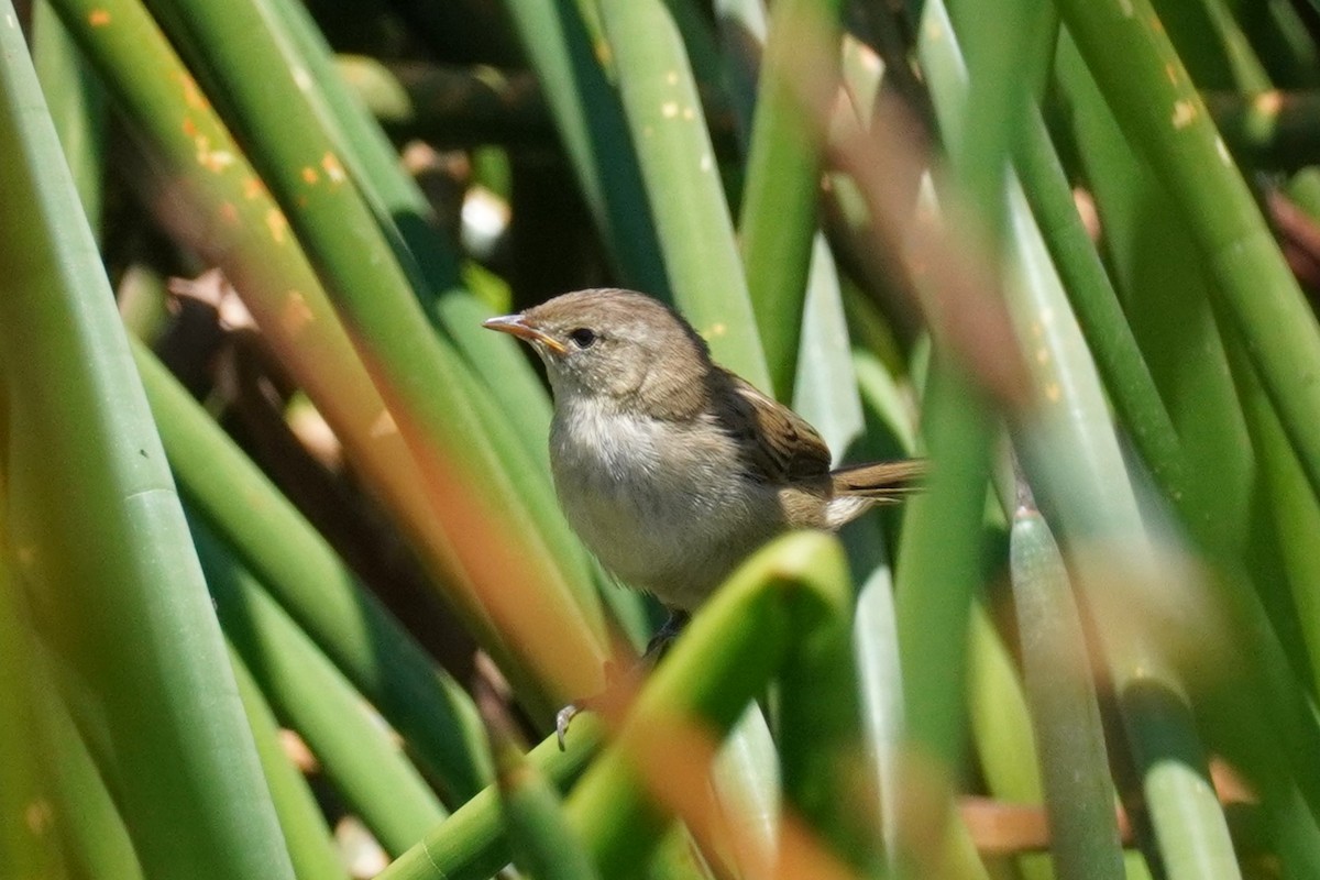 Little Grassbird - ML521071931