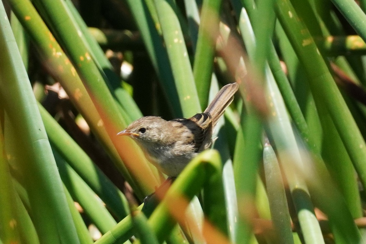 Little Grassbird - ML521071941