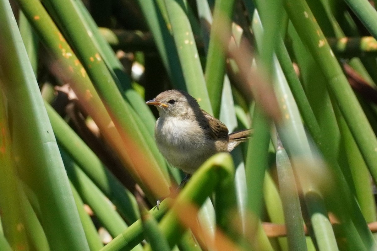 Little Grassbird - ML521071951