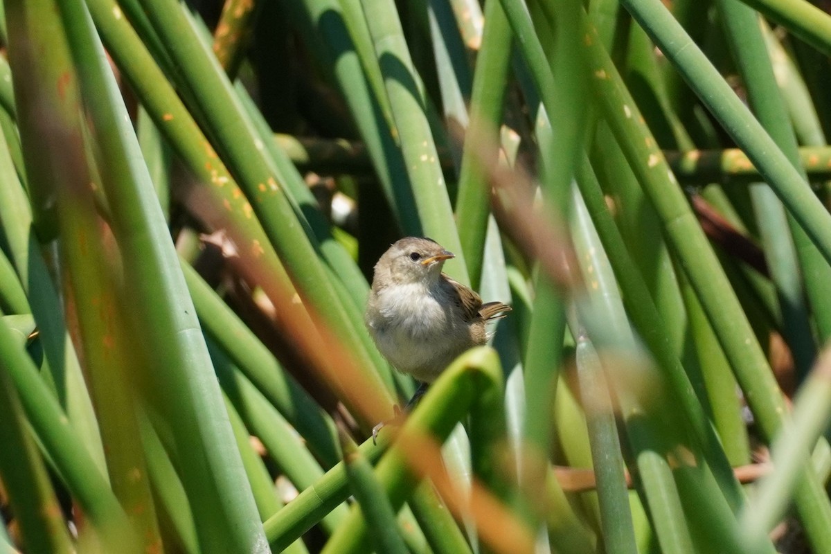 Little Grassbird - ML521071971