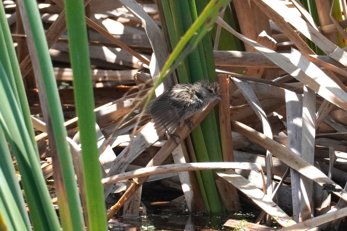 Little Grassbird - ML521071981