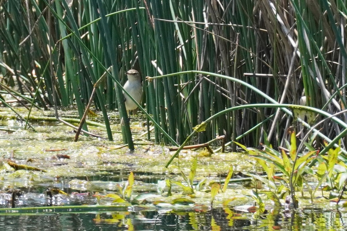 Australian Reed Warbler - ML521072301