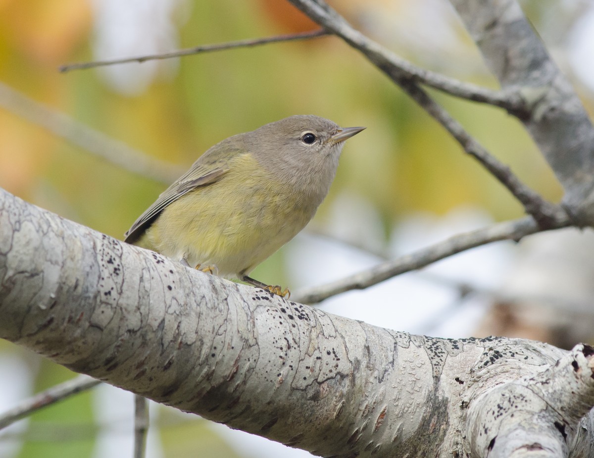 Orange-crowned Warbler - ML52107251