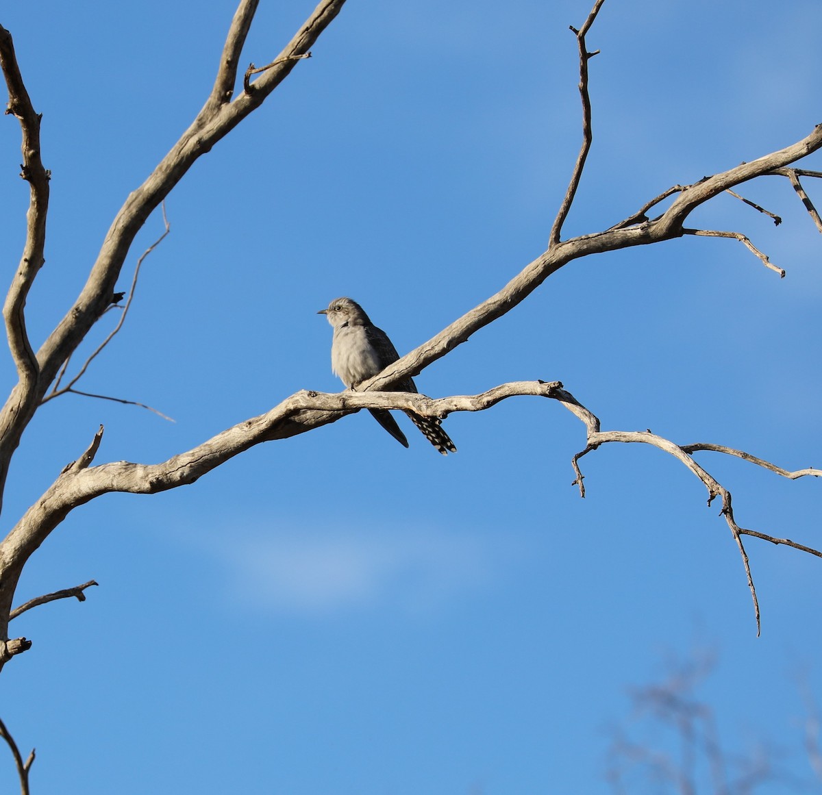 Pallid Cuckoo - ML521072911