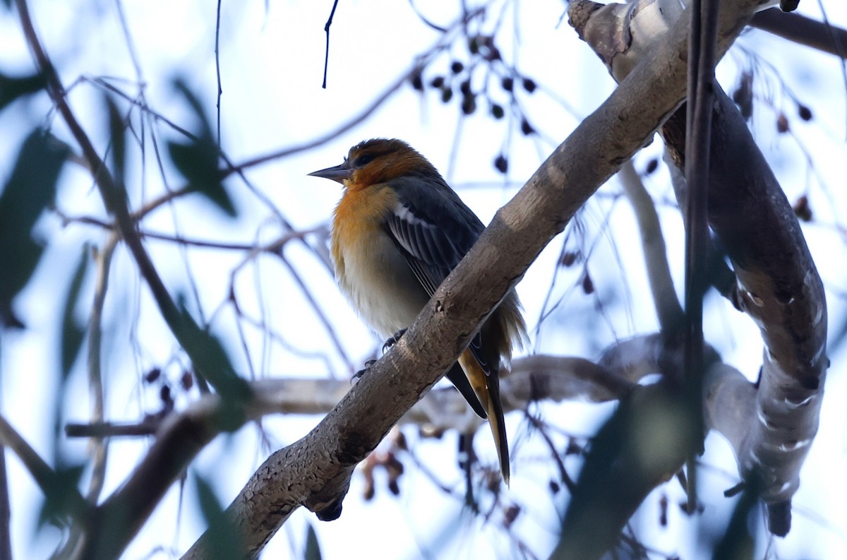 Oriole de Bullock - ML521073151